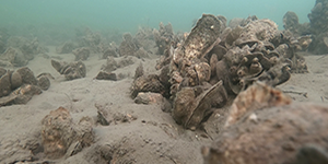A restored oyster reef in the Harris Creek sanctuary in 2021. Photo by the Smithsonian Environmental Research Center.
