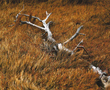 image of dead wood on brown grass