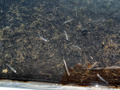 Yellow Perch larvae