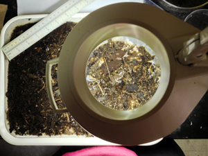Picking through ichthyoplankton samples