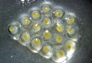 fish eggs