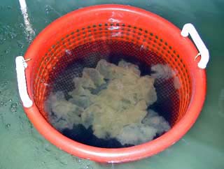 Yellow Perch Hatchery