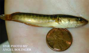 Juvenile Snakehead