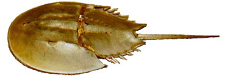 Shellfish - Horseshoe Crab