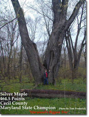 Big Tree - Silver Maple, photo by Tom Frederick