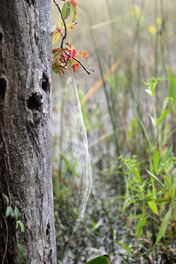 Spiderweb photo by Ranger Elena Gilroy