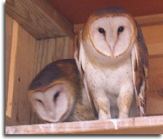 Barn owls