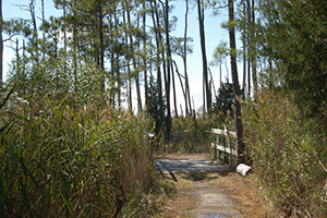 Point Lookout State Park Trail