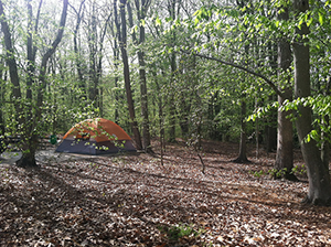Tent Camping in Tuckahoe State Park