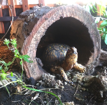 turtle