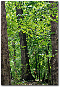 Palmer State Park Forest