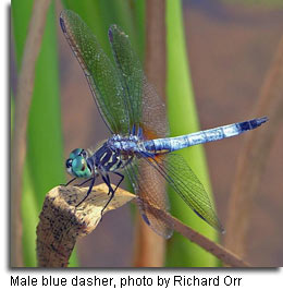Male Blue dasher, photo by Richard Orr