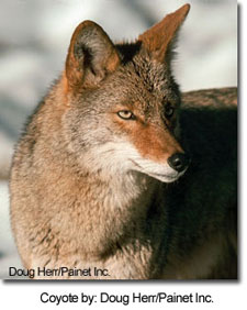 Coyote by: Doug Herr/Painet Inc.