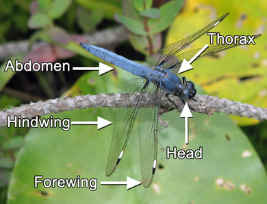 Photo identifies parts of a Dragonfly