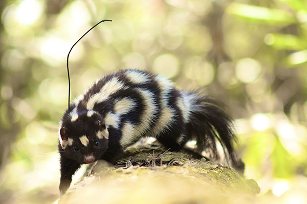 Spotted skunk with tracker, by Gregory P. Detweiler