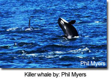 Killer whale by: Phil Myers