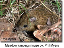 Meadow jumping mouse by: Phil Myers