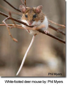 White-footed deer mouse by: Phil Myers