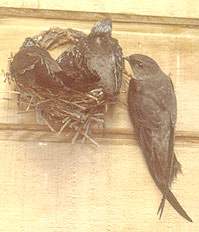 Adult and young chimney swifts nesting