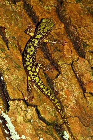 Green Salamander photo by Ed Thompson