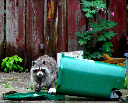 Racoon eating trash out of dumped over trash can.