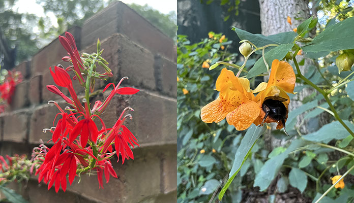 (left) A native cardinal flower grows along a brick wall, (rignt) A bumblebee visits some blooming jewelweed. Photos by: Sarah Witcher​
