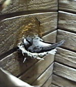 chimney swift on nest - incubating eggs