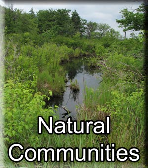 Natural Communities