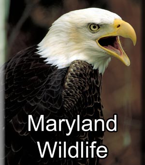 Maryland Wildlife